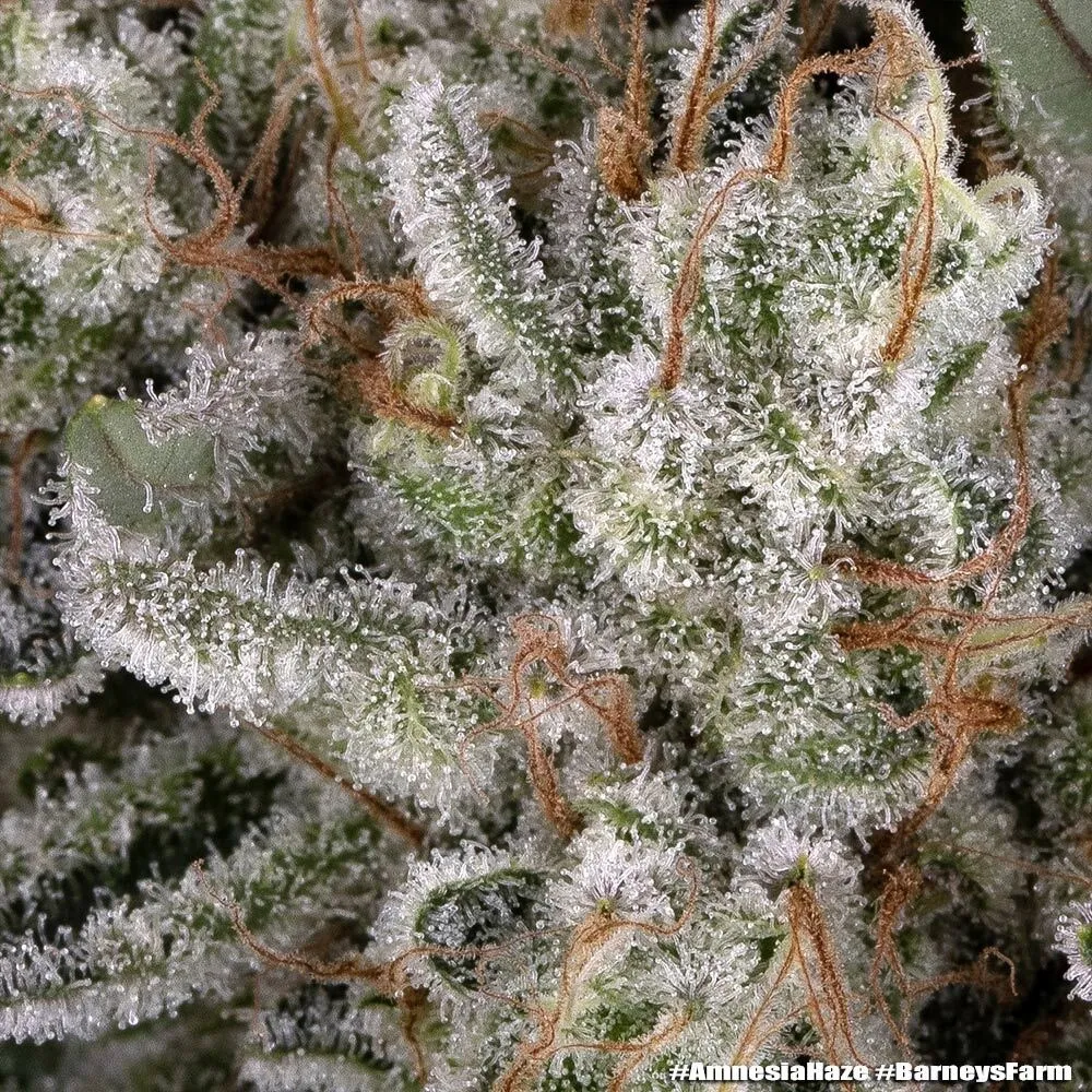Amnesia Haze | PHOTOFEM | Barneys Farm - Freigestellt 2026-05-31
