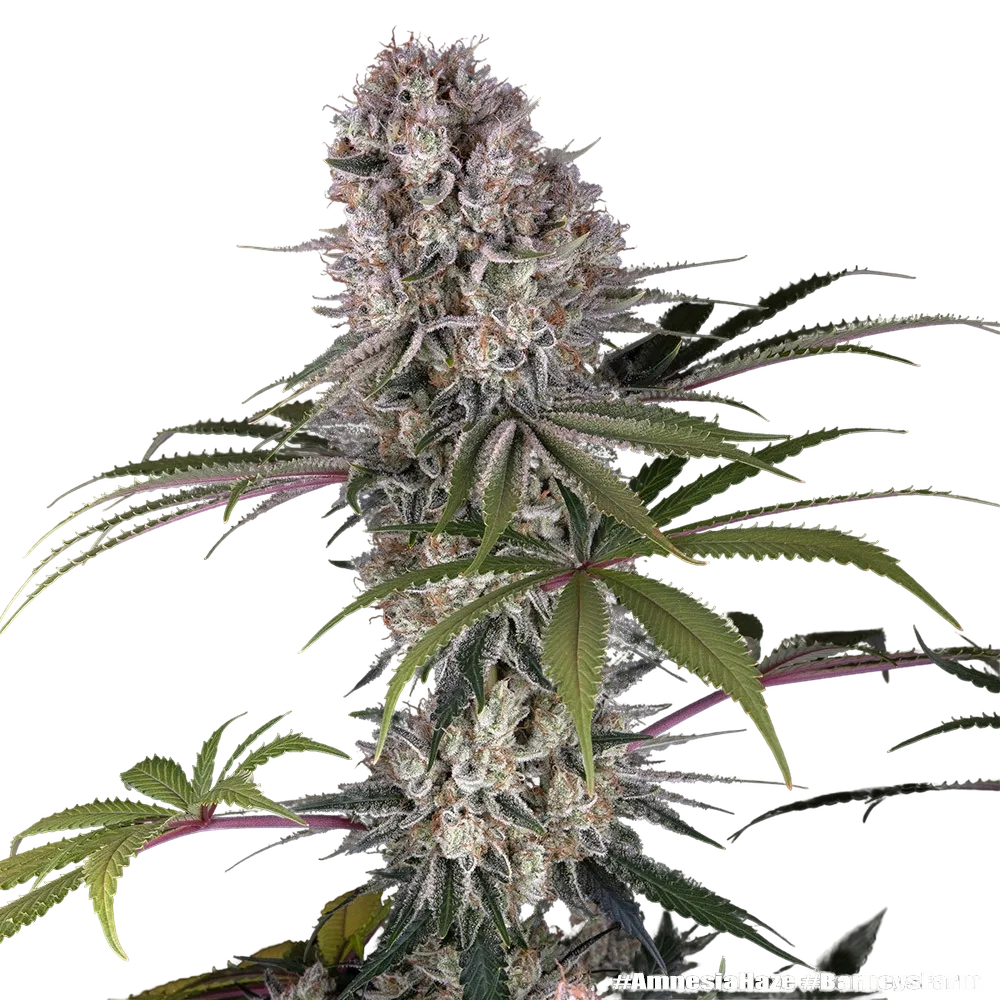 Amnesia Haze | PHOTOFEM | Barneys Farm - Freigestellt 2026-05-31
