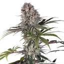 Amnesia Haze | PHOTOFEM | Barneys Farm - Freigestellt 2026-05-31