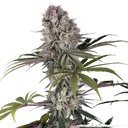 Amnesia Haze | PHOTOFEM | Barneys Farm - Freigestellt 2026-05-31