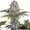 Amnesia Haze | PHOTOFEM | Barneys Farm - Freigestellt 2026-05-31