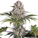 Amnesia Haze | PHOTOFEM | Barneys Farm - Freigestellt 2026-05-31