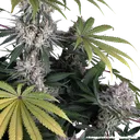 Amnesia Haze | PHOTOFEM | Barneys Farm - Freigestellt 2026-05-31