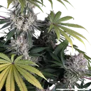 Amnesia Haze | PHOTOFEM | Barneys Farm - Freigestellt 2026-05-31