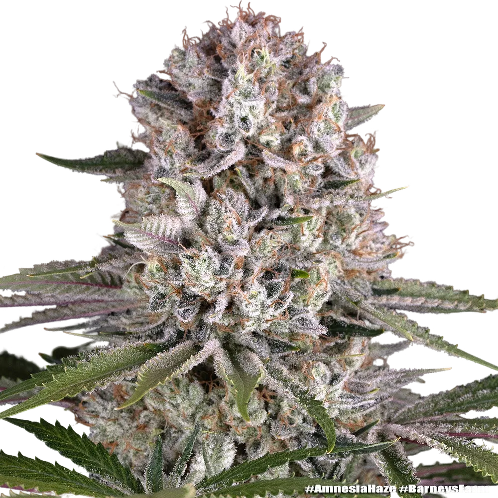 Amnesia Haze | PHOTOFEM | Barneys Farm - Freigestellt 2026-05-31