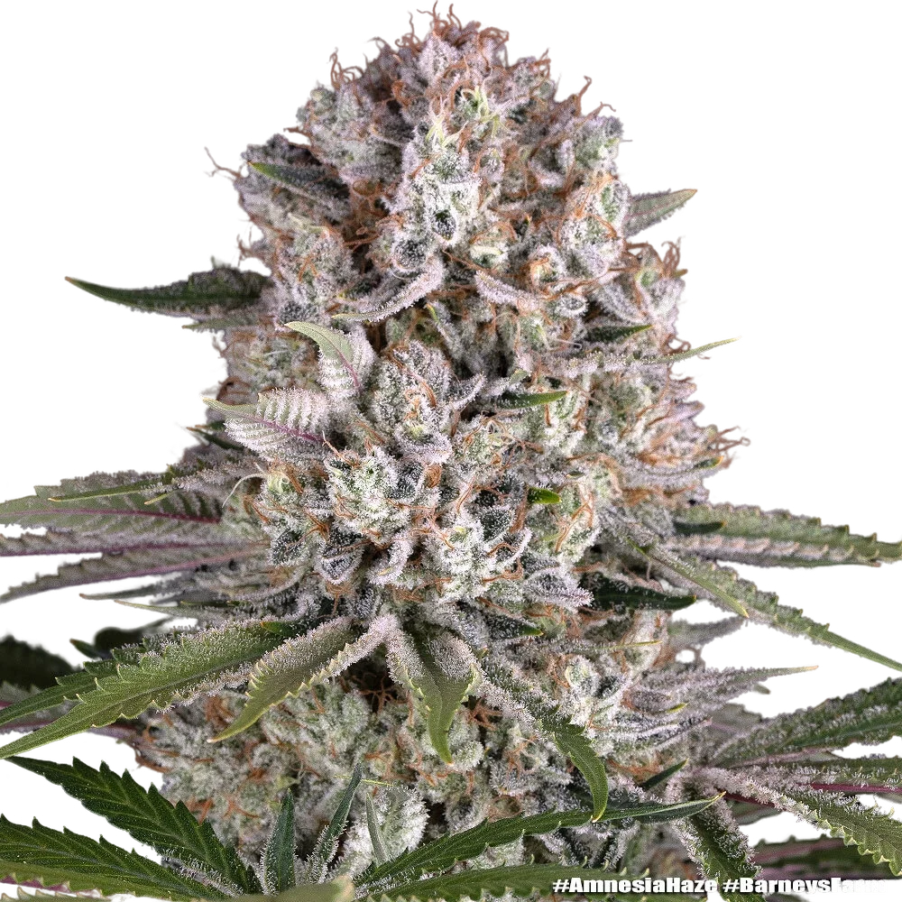 Amnesia Haze | PHOTOFEM | Barneys Farm - Freigestellt 2026-05-31