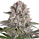 Amnesia Haze | PHOTOFEM | Barneys Farm - Freigestellt 2026-05-31