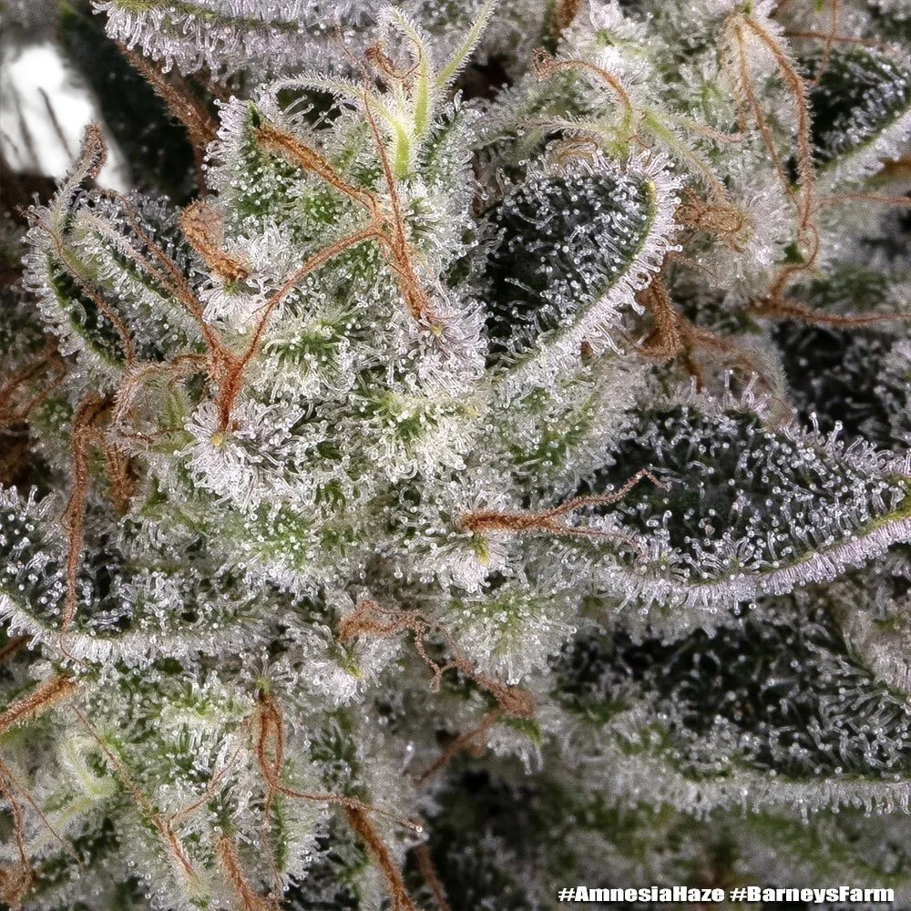 Amnesia Haze | PHOTOFEM | Barneys Farm - Freigestellt 2026-05-31