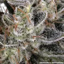 Amnesia Haze | PHOTOFEM | Barneys Farm - Freigestellt 2026-05-31