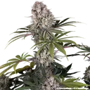Amnesia Haze | PHOTOFEM | Barneys Farm - Freigestellt 2026-05-31