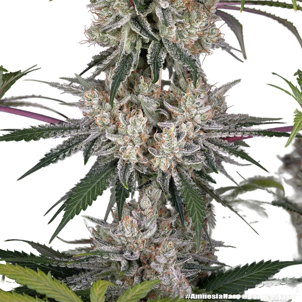 Amnesia Haze | PHOTOFEM | Barneys Farm - Freigestellt 2026-05-31
