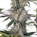 Amnesia Haze | PHOTOFEM | Barneys Farm - Freigestellt 2026-05-31
