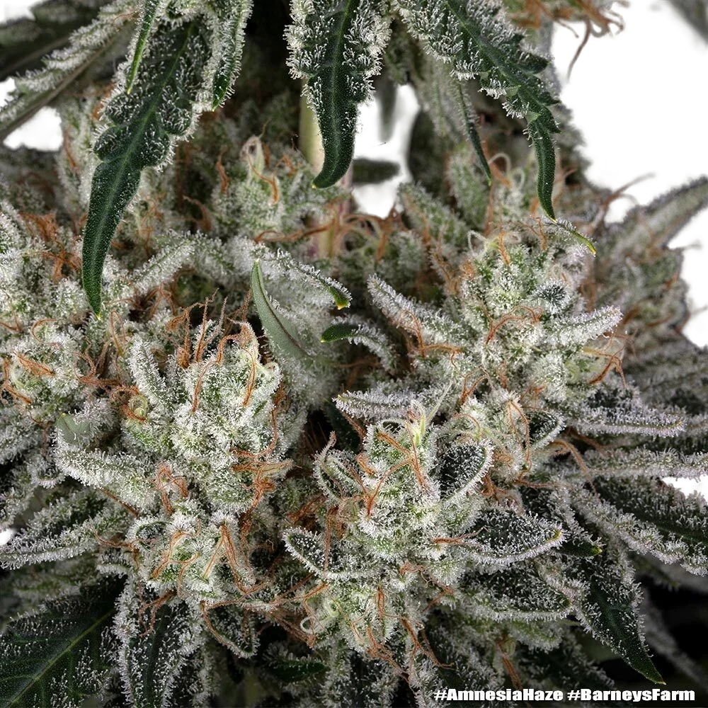 Amnesia Haze | PHOTOFEM | Barneys Farm - Freigestellt 2026-05-31