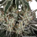 Amnesia Haze | PHOTOFEM | Barneys Farm - Freigestellt 2026-05-31