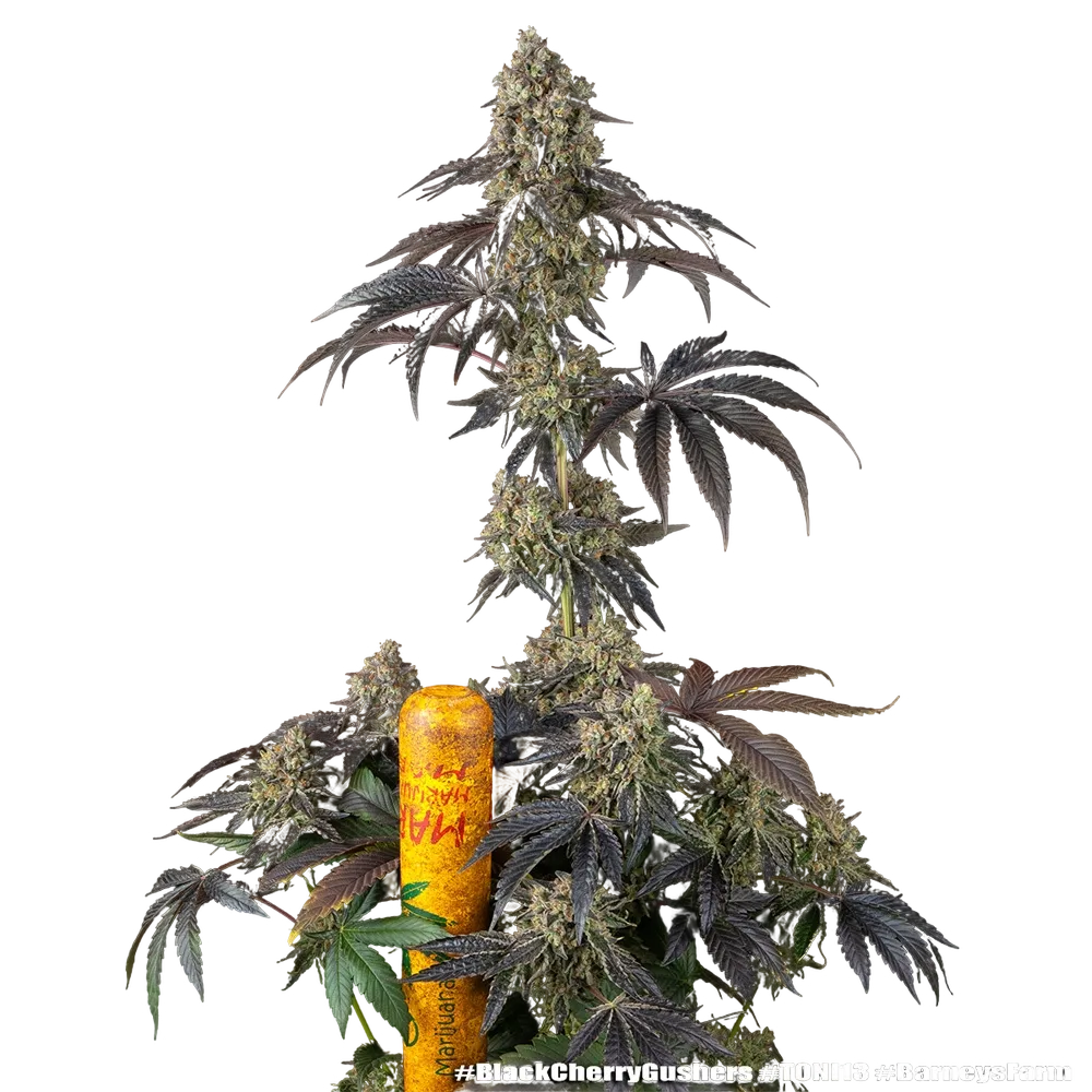 Black Cherry Gushers | PHOTOFEM | Barneys Farm - Freigestellt 2026-05-31