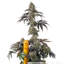 Black Cherry Gushers | PHOTOFEM | Barneys Farm - Freigestellt 2026-05-31