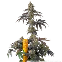 Black Cherry Gushers | PHOTOFEM | Barneys Farm - Freigestellt 2026-05-31