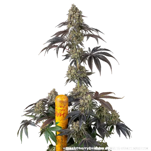 Black Cherry Gushers | PHOTOFEM | Barneys Farm - Freigestellt 2026-05-31