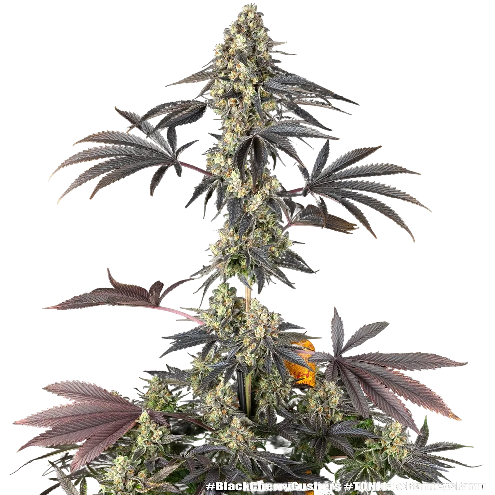Black Cherry Gushers | PHOTOFEM | Barneys Farm - Freigestellt 2026-05-31