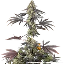 Black Cherry Gushers | PHOTOFEM | Barneys Farm - Freigestellt 2026-05-31