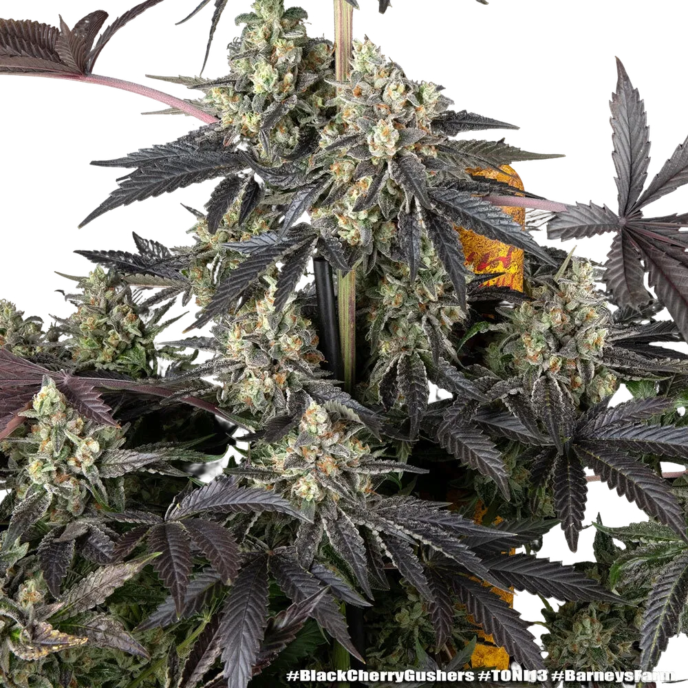 Black Cherry Gushers | PHOTOFEM | Barneys Farm - Freigestellt 2026-05-31