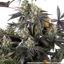 Black Cherry Gushers | PHOTOFEM | Barneys Farm - Freigestellt 2026-05-31