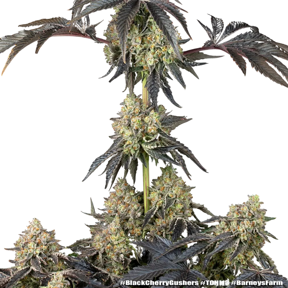 Black Cherry Gushers | PHOTOFEM | Barneys Farm - Freigestellt 2026-05-31