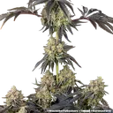 Black Cherry Gushers | PHOTOFEM | Barneys Farm - Freigestellt 2026-05-31