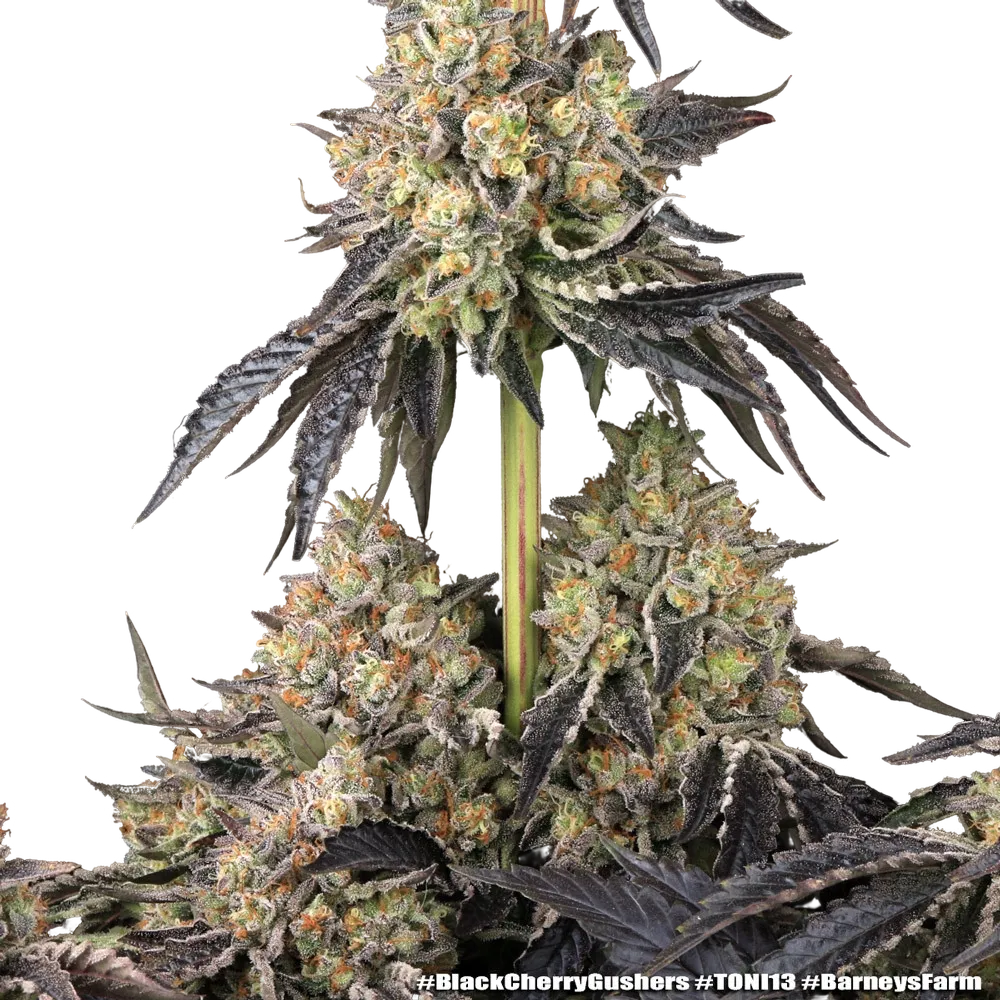 Black Cherry Gushers | PHOTOFEM | Barneys Farm - Freigestellt 2026-05-31