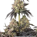 Black Cherry Gushers | PHOTOFEM | Barneys Farm - Freigestellt 2026-05-31