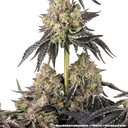 Black Cherry Gushers | PHOTOFEM | Barneys Farm - Freigestellt 2026-05-31