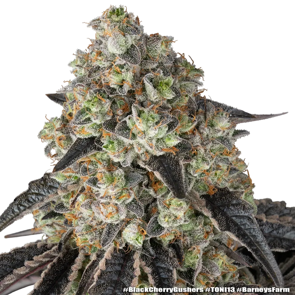 Black Cherry Gushers | PHOTOFEM | Barneys Farm - Freigestellt 2026-05-31