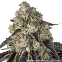 Black Cherry Gushers | PHOTOFEM | Barneys Farm - Freigestellt 2026-05-31