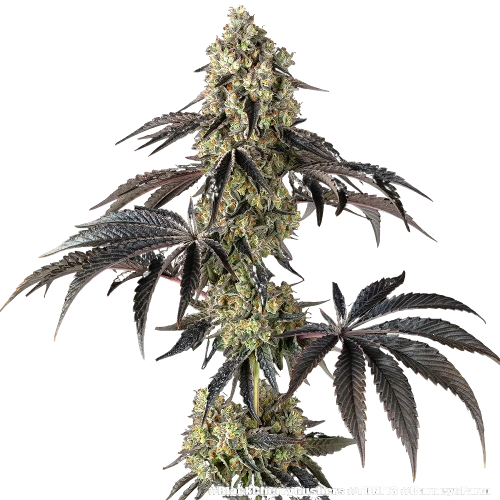 Black Cherry Gushers | PHOTOFEM | Barneys Farm - Freigestellt 2026-05-31