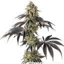 Black Cherry Gushers | PHOTOFEM | Barneys Farm - Freigestellt 2026-05-31