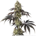 Black Cherry Gushers | PHOTOFEM | Barneys Farm - Freigestellt 2026-05-31