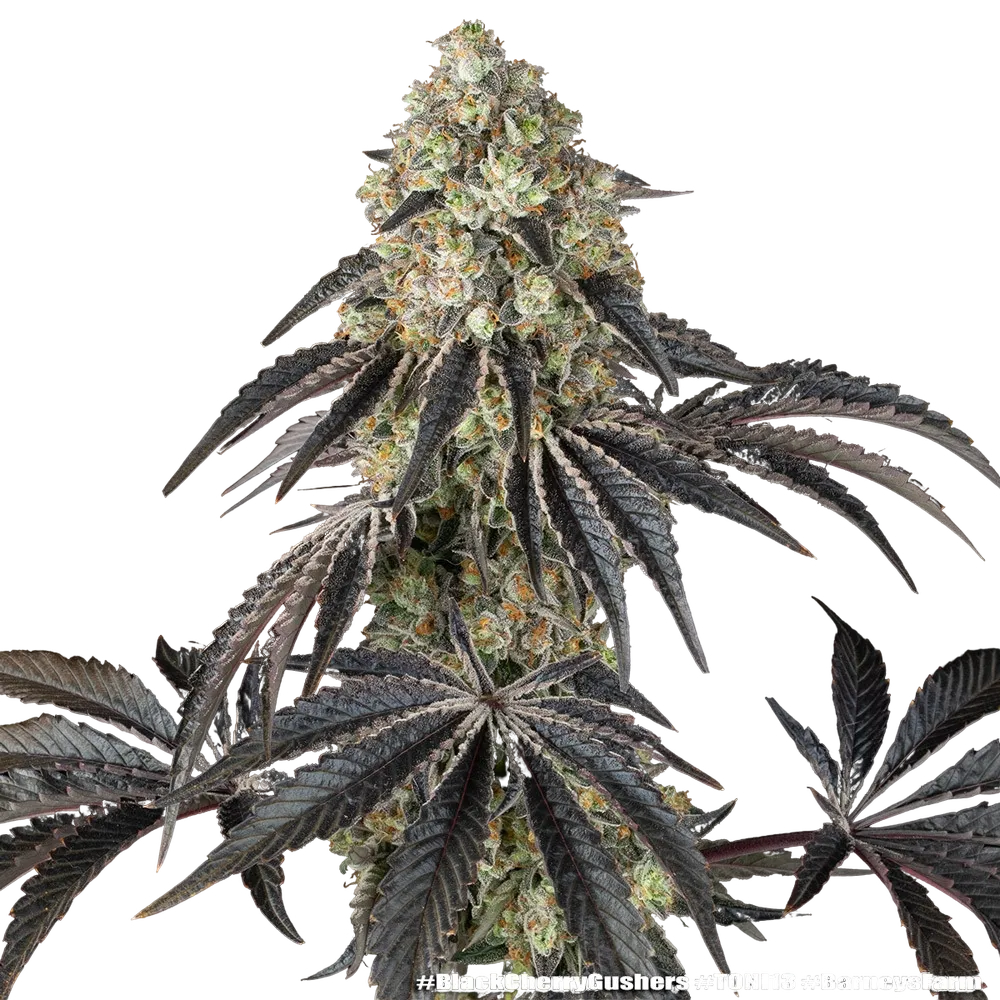 Black Cherry Gushers | PHOTOFEM | Barneys Farm - Freigestellt 2026-05-31