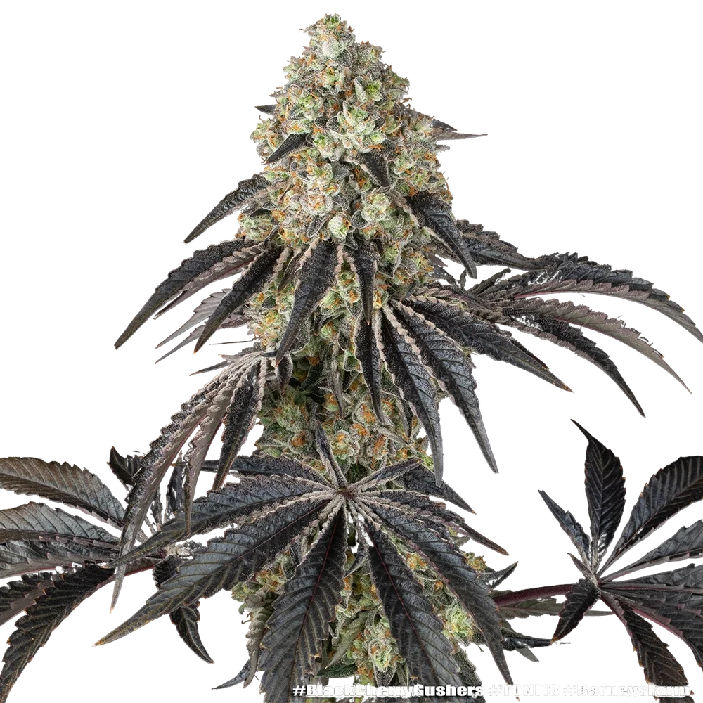 Black Cherry Gushers | PHOTOFEM | Barneys Farm - Freigestellt 2026-05-31