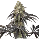 Black Cherry Gushers | PHOTOFEM | Barneys Farm - Freigestellt 2026-05-31