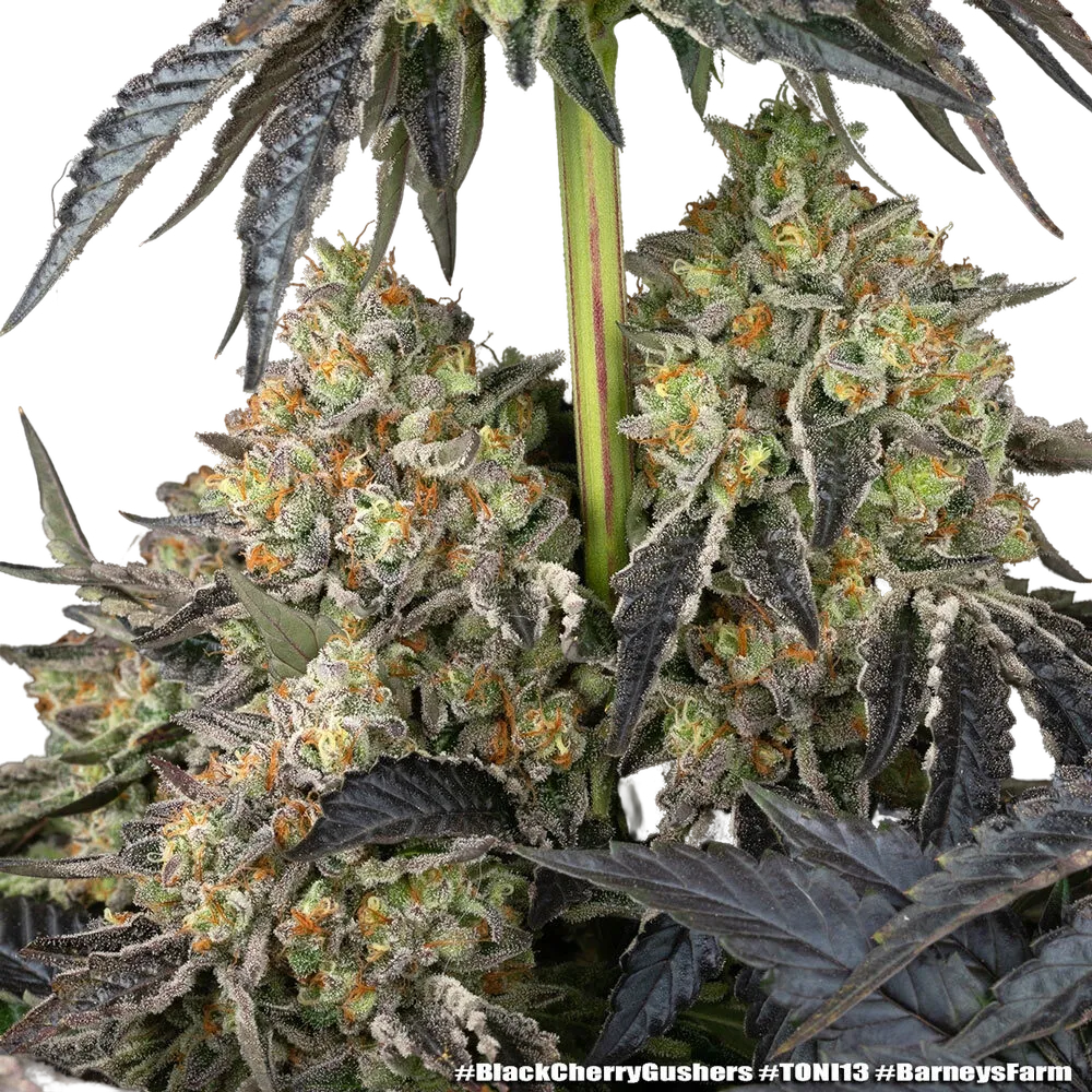 Black Cherry Gushers | PHOTOFEM | Barneys Farm - Freigestellt 2026-05-31
