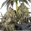 Black Cherry Gushers | PHOTOFEM | Barneys Farm - Freigestellt 2026-05-31