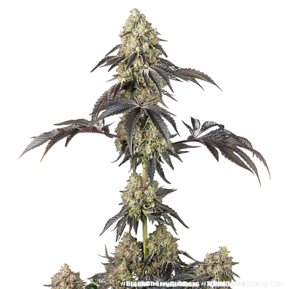 Black Cherry Gushers | PHOTOFEM | Barneys Farm - Freigestellt 2026-05-31