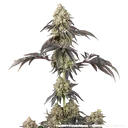 Black Cherry Gushers | PHOTOFEM | Barneys Farm - Freigestellt 2026-05-31