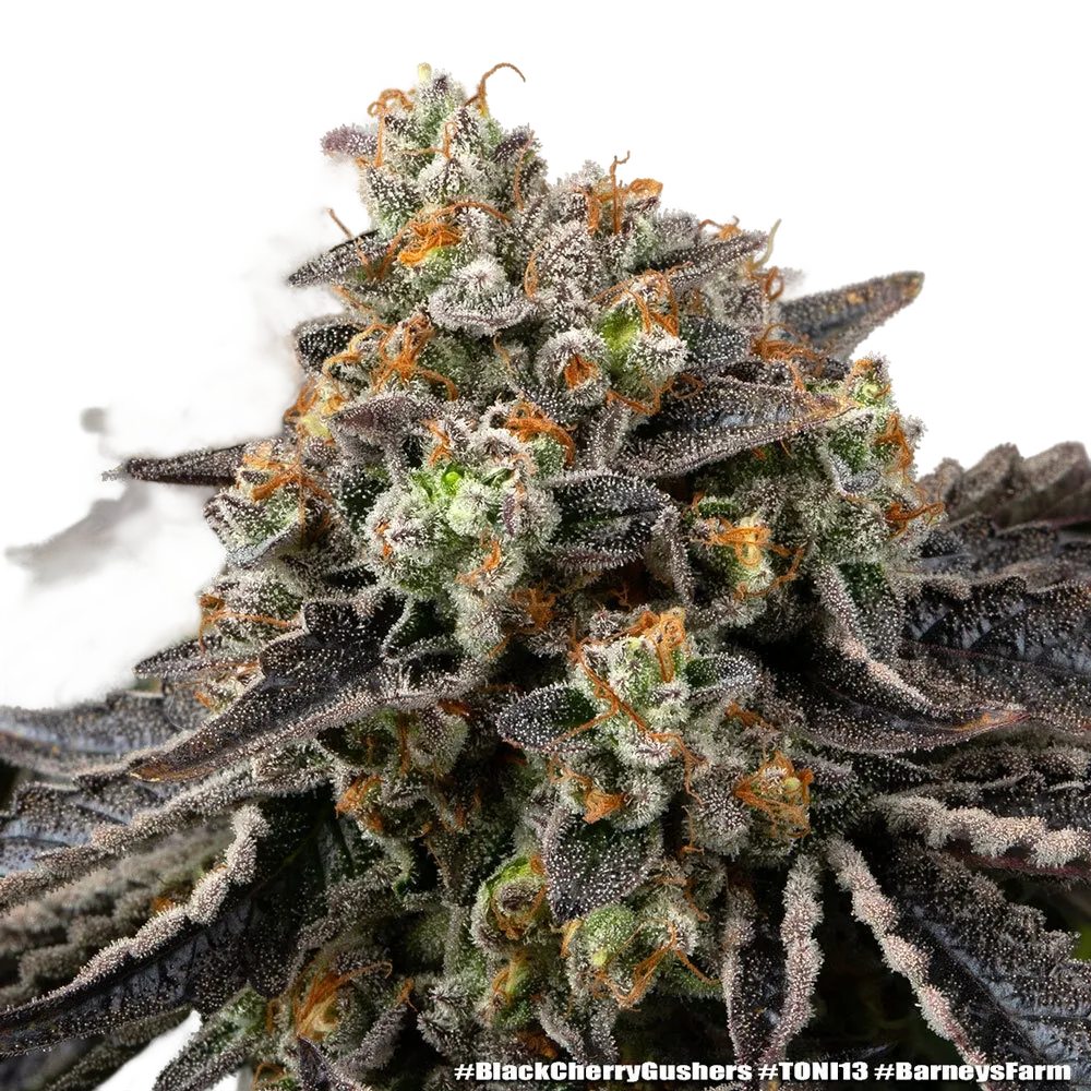 Black Cherry Gushers | PHOTOFEM | Barneys Farm - Freigestellt 2026-05-31