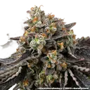 Black Cherry Gushers | PHOTOFEM | Barneys Farm - Freigestellt 2026-05-31