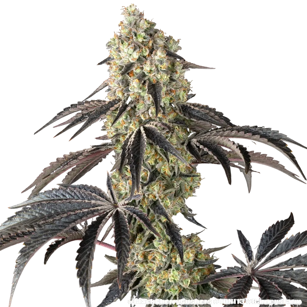 Black Cherry Gushers | PHOTOFEM | Barneys Farm - Freigestellt 2026-05-31