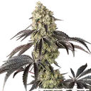 Black Cherry Gushers | PHOTOFEM | Barneys Farm - Freigestellt 2026-05-31
