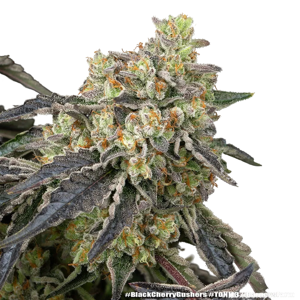 Black Cherry Gushers | PHOTOFEM | Barneys Farm - Freigestellt 2026-05-31