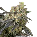 Black Cherry Gushers | PHOTOFEM | Barneys Farm - Freigestellt 2026-05-31