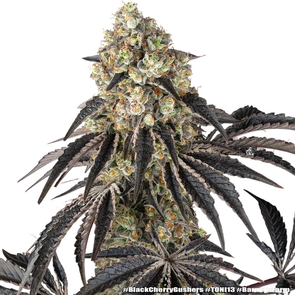 Black Cherry Gushers | PHOTOFEM | Barneys Farm - Freigestellt 2026-05-31